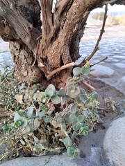 Cistanthe densiflora