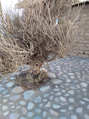 Cistanthe densiflora