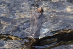 Actinemys marmorata