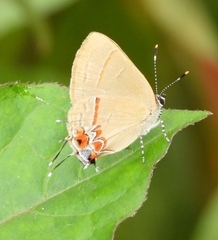 Calycopis origo