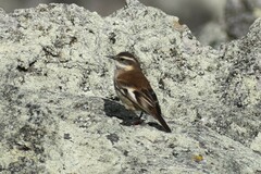 Cinclodes albiventris