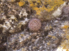 Parodia microsperma