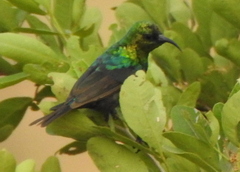 Cinnyris mariquensis