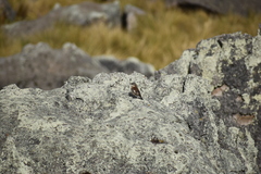 Cinclodes albiventris