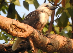 Lybius leucocephalus