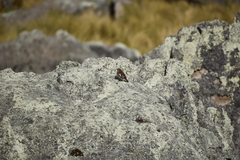 Cinclodes albiventris