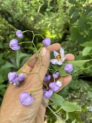 Solanum dulcamaroides