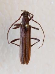 Aneflus levettei