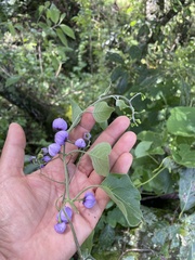 Solanum dulcamaroides