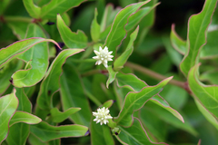 Alternanthera flavescens