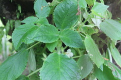 Nautilocalyx colombianus