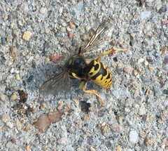 Vespula atropilosa