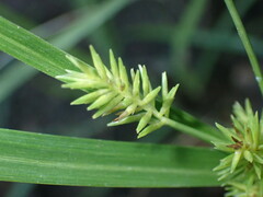 Cyperus mutisii