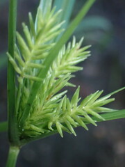 Cyperus mutisii