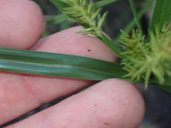 Cyperus mutisii