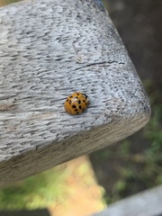 Harmonia axyridis