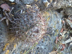 Parodia microsperma microsperma