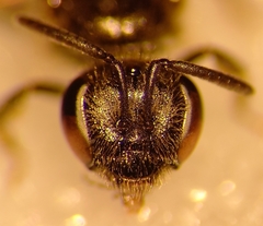 Lasioglossum laticeps