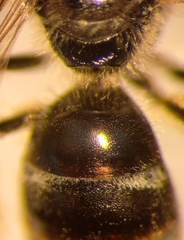 Lasioglossum laticeps