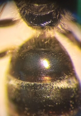 Lasioglossum laticeps