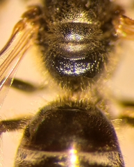 Lasioglossum laticeps