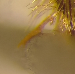 Lasioglossum laticeps