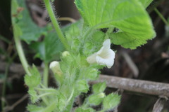Nautilocalyx colombianus
