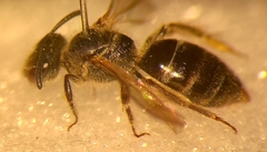 Lasioglossum laticeps