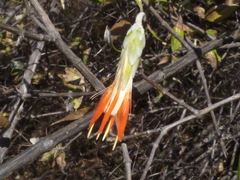 Hyaloseris andrade-limae