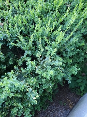 Withania begonifolia