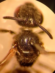 Lasioglossum laticeps