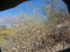 Hyaloseris andrade-limae