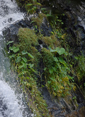 Pogonatherum crinitum