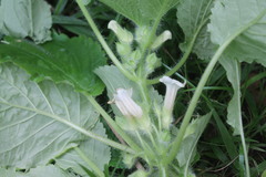 Nautilocalyx colombianus