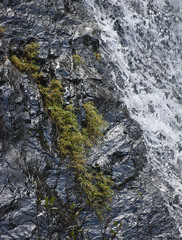 Pogonatherum crinitum