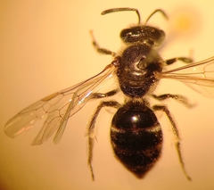 Lasioglossum laticeps