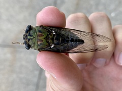 Neotibicen pruinosus