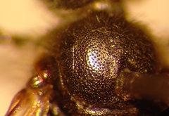 Lasioglossum laticeps