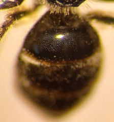 Lasioglossum laticeps