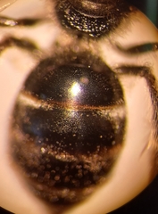 Lasioglossum laticeps