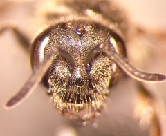 Lasioglossum laticeps