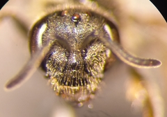 Lasioglossum laticeps