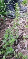 Urtica berteroana