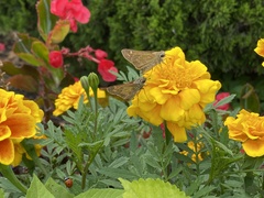 Atalopedes campestris
