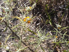 Buddleja mendozensis