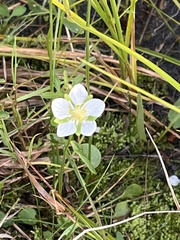 Parnassia palustris