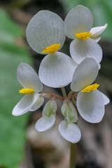 Begonia plebeja