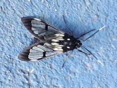 Hyaleucerea vulnerata