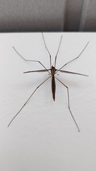 Tipula lateralis
