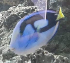 Paracanthurus hepatus
